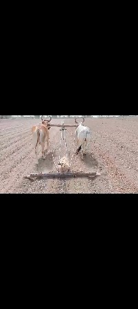 ગોંઢલા વેચવાના સે