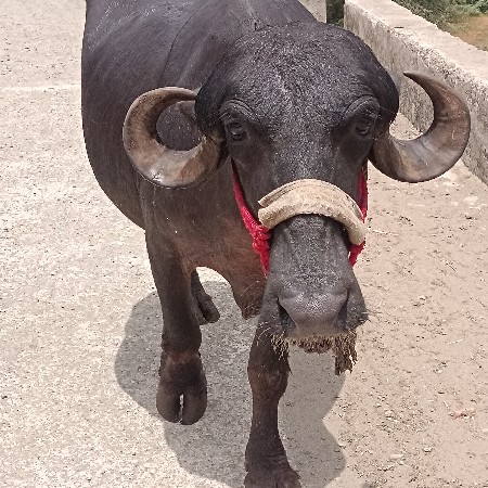 ખડેલી વેંચવા ની છે