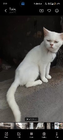 જોડી વેચવાની છે