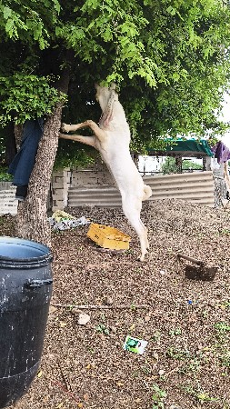 બોકડો
