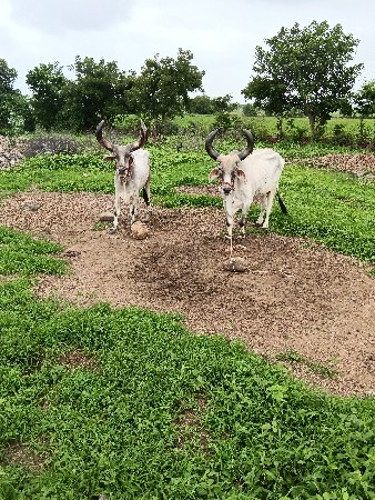 રૂપ રૂપાવટી