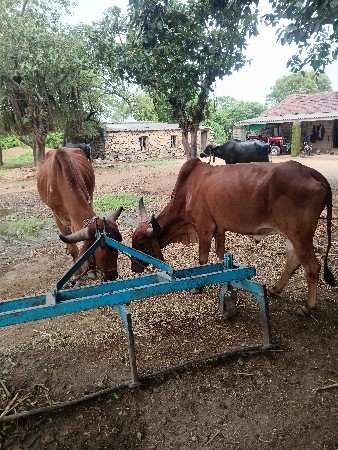બળદ વેચવાના છે