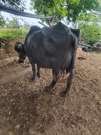 ભેશ વેસવાની છે