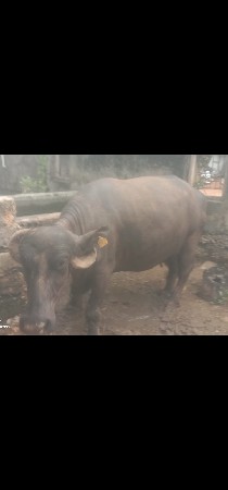 ભેંસ વેચવાની છે