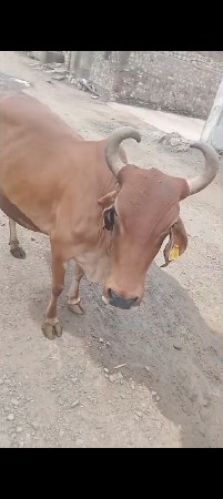 વેચવામાં