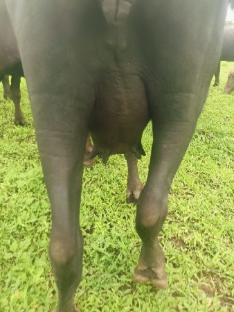ખળેલી વેચવાની છે