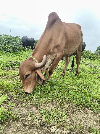 ગાય વેચવાની છે