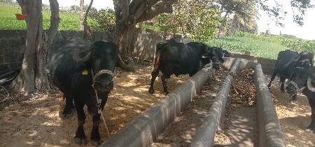ભૅશ વૅશવાની છે. બૅ ભૅશ છે