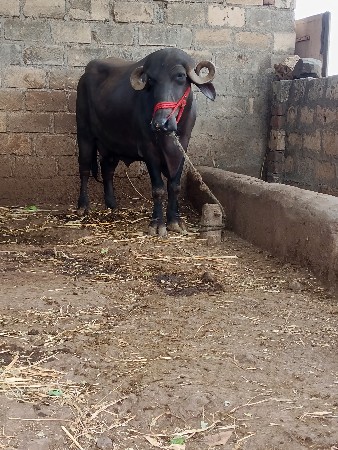પેલુવેતરવીયાણી