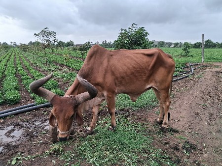 બળદ આપવાનો છે