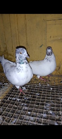 કબુતર વેચવાના છે બધી ફુલ ઉડાન