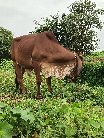 હોળકિ વેશવા નિ છે