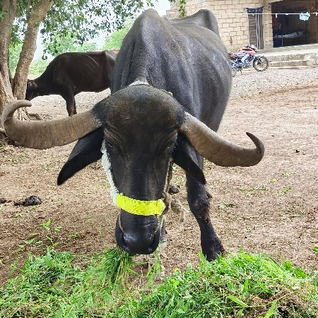 ભેસ વેચવાની છે. 3 વેતર ની છે