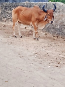 બેવાણીવાવેલાઉચાલબાયમાપુરા