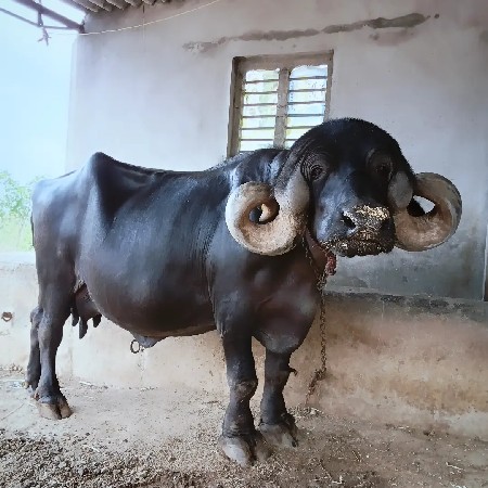 વહેંચવા નિ છે