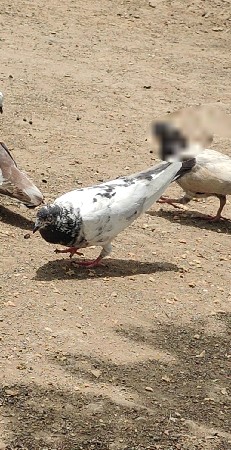 કબૂતર વેચવાના છે