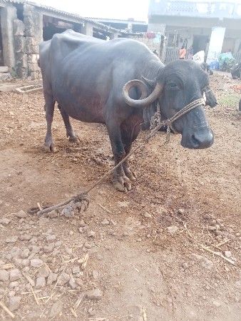 ભેંસ