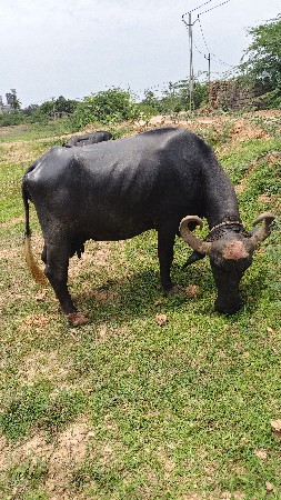 ભેંસ વેચવાની છે