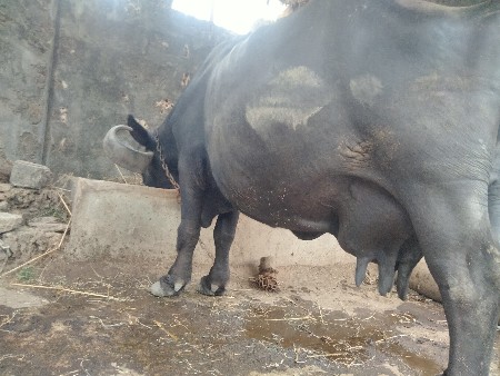 ભેંસ વેસવાની છે
