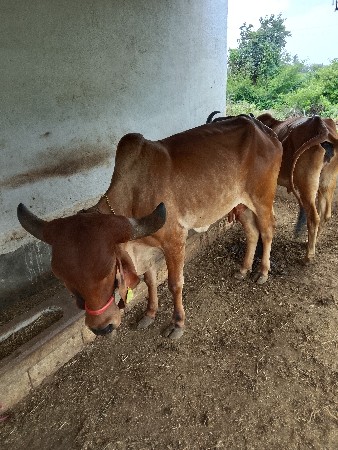 ગાય વેચવાની છે