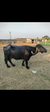 bhes vesvani chhe