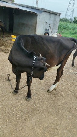 જરસી  વાસડી