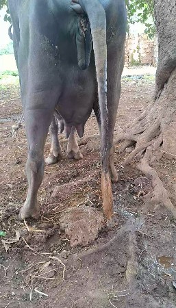 પેલે વેતર ખડાય વેચવા ની છે