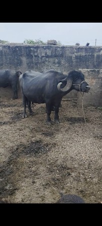 ભેંશ વેચવાની છે