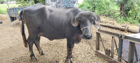 વેચવા ની છે