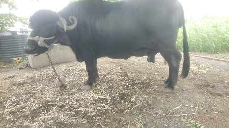 ભેંસ વેચવાની છે