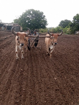 બળદ વેચવાના છે