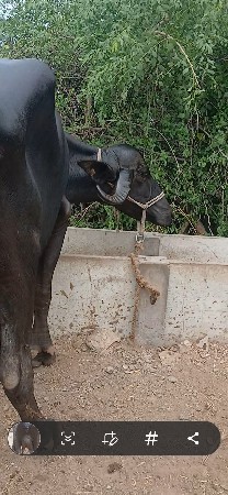 તણ ભેસ વેચવા ની છૈ