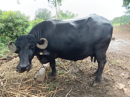 વેચવાની