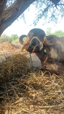 ભેસ વેચવાની છે તીજુ વેતર છે.