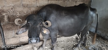 વેશવા ની છે