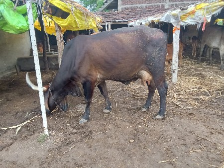 કીમત ફોન પર થાસે