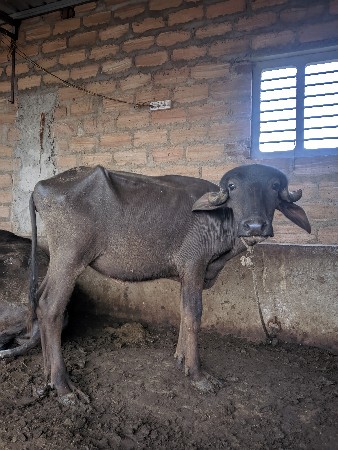 જાફરાબાદી પાડી વેસવાની છે