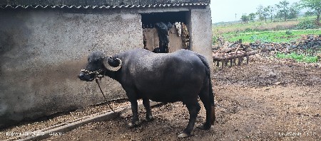 vesva ni