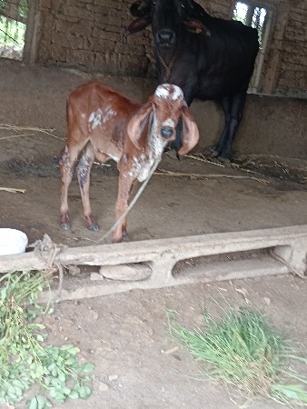દેવસી રામ
