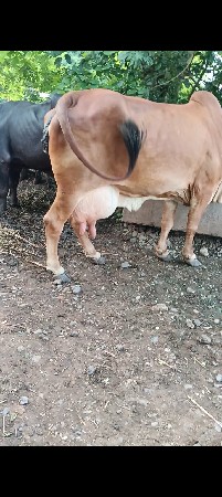 ગીર હૉડકીસૅ બીજું વૅતર