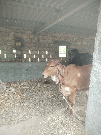 ગીરવાસળો