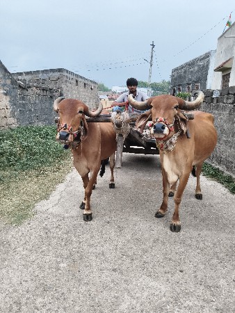 ગોઢલા
