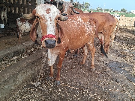 20 દીની કાશી