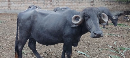 2 ભેંસુ વેચવાની છે