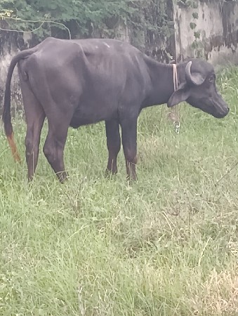 જાફરી પાડી વેચવાની છે
