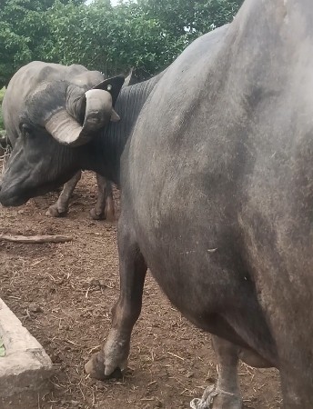 વેતર 3 ત્રીજું યા હૈ