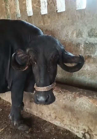 પેલવેતરી ખડેલી વેચવાની સે