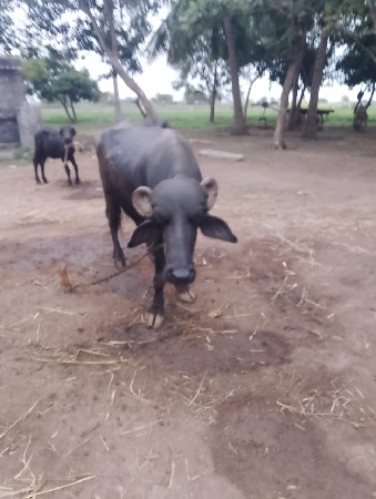 બીજું વેતર