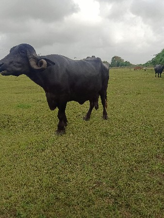 ભેંસ વેચવાની છે