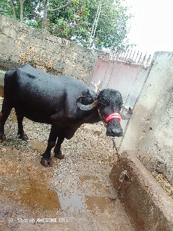 ભેંસ વેચવાની છે